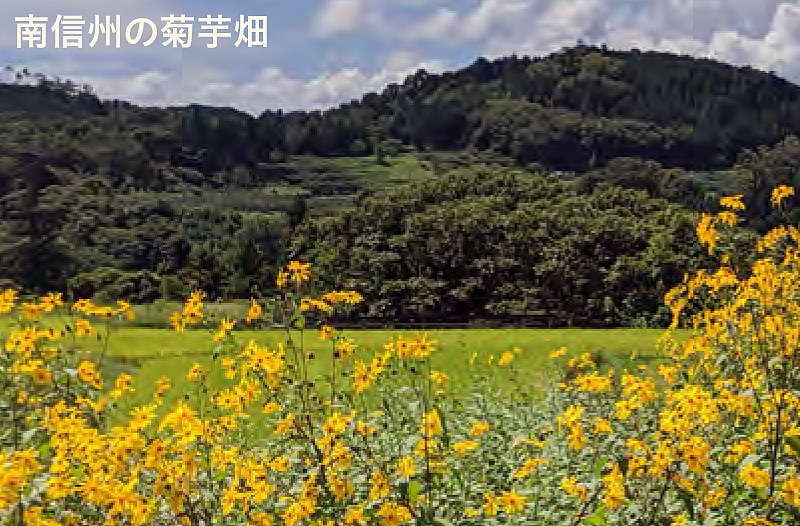 南信州の菊芋